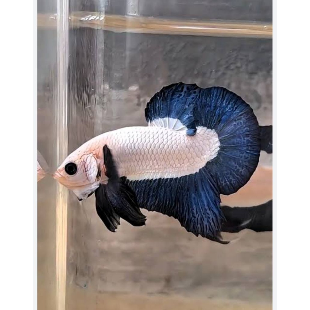 ikan cupang blue rim no bocor. indukan asli thailand. VVIP GRED A++ SPECK CONTES . jantan / male siz