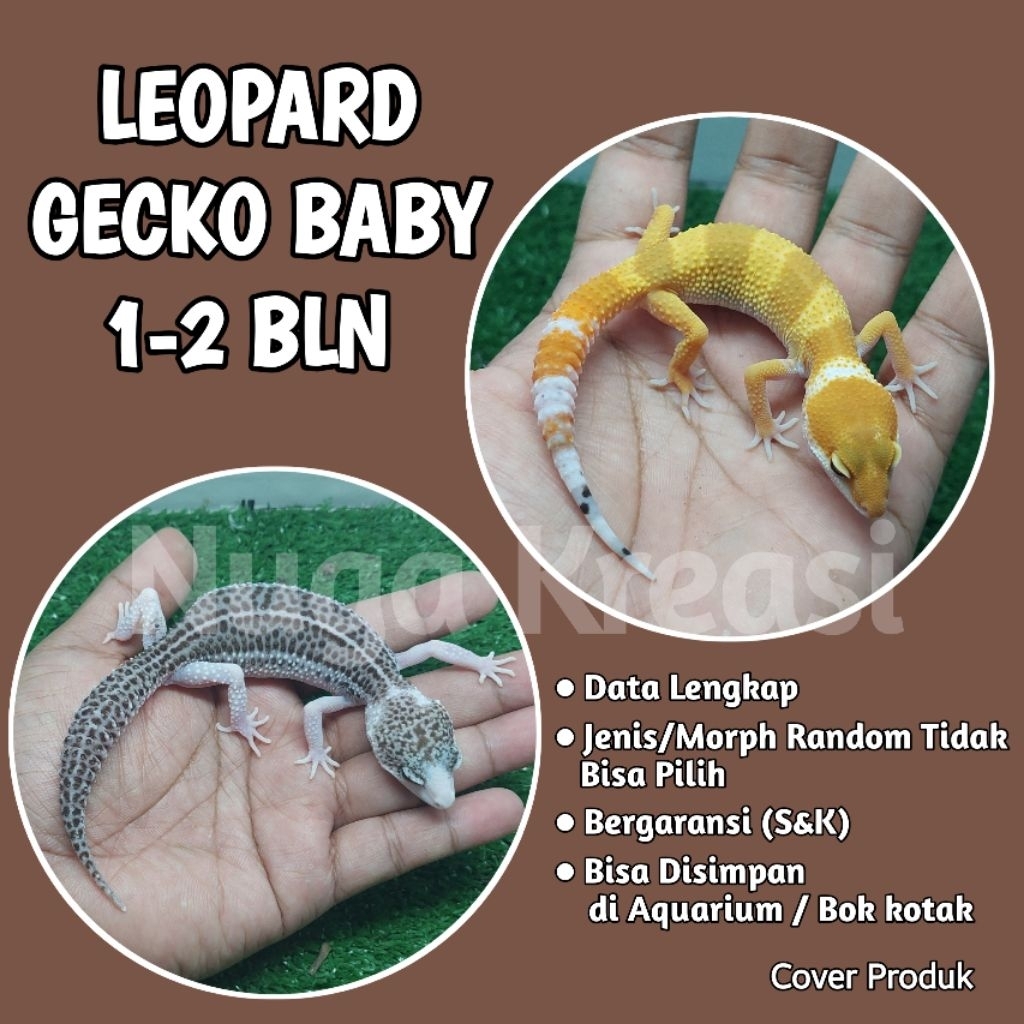 Hiasan Dalam Aquarium Motif Leopard. Gecko 1-2 bln Random Morph