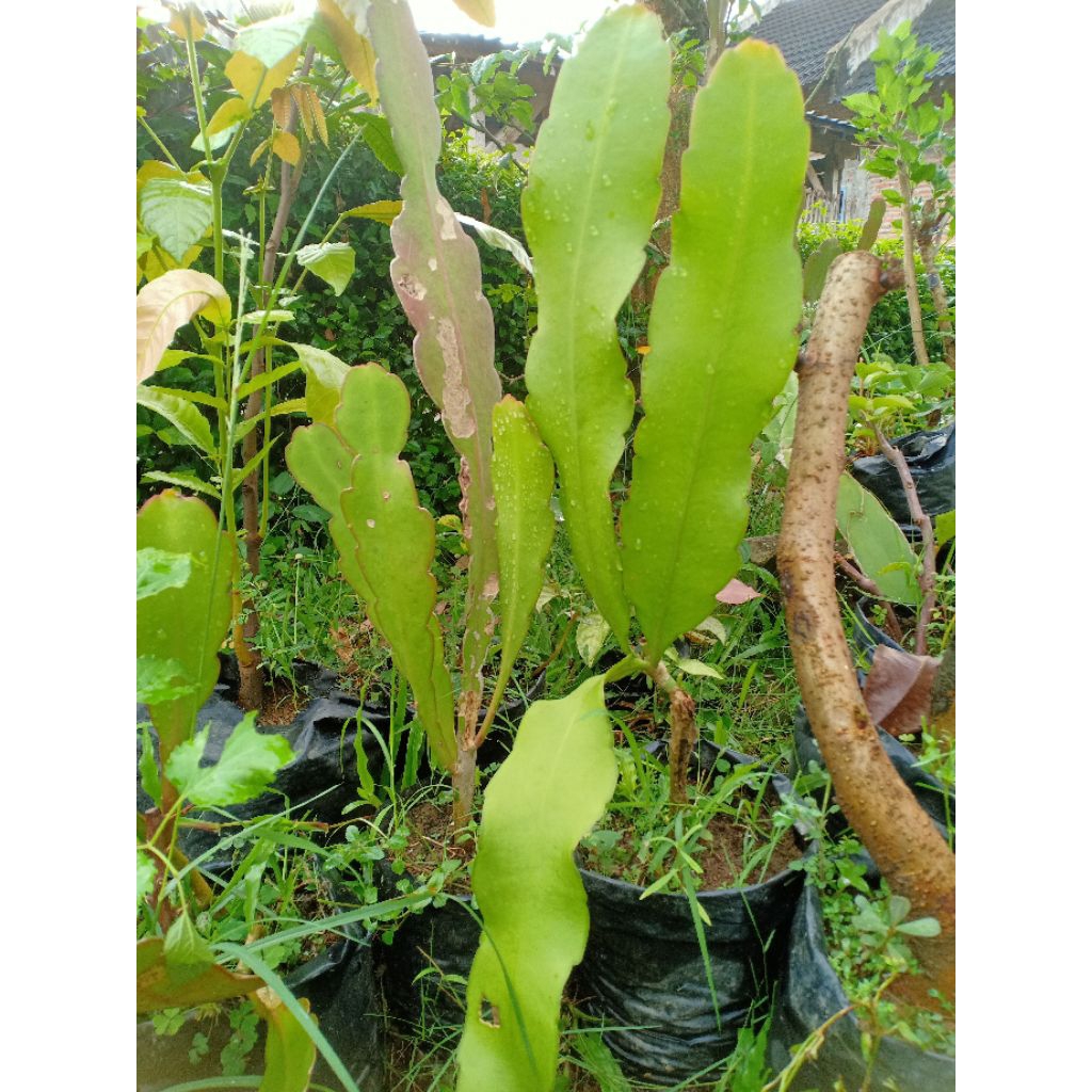 bunga Wijaya Kusuma putih besar