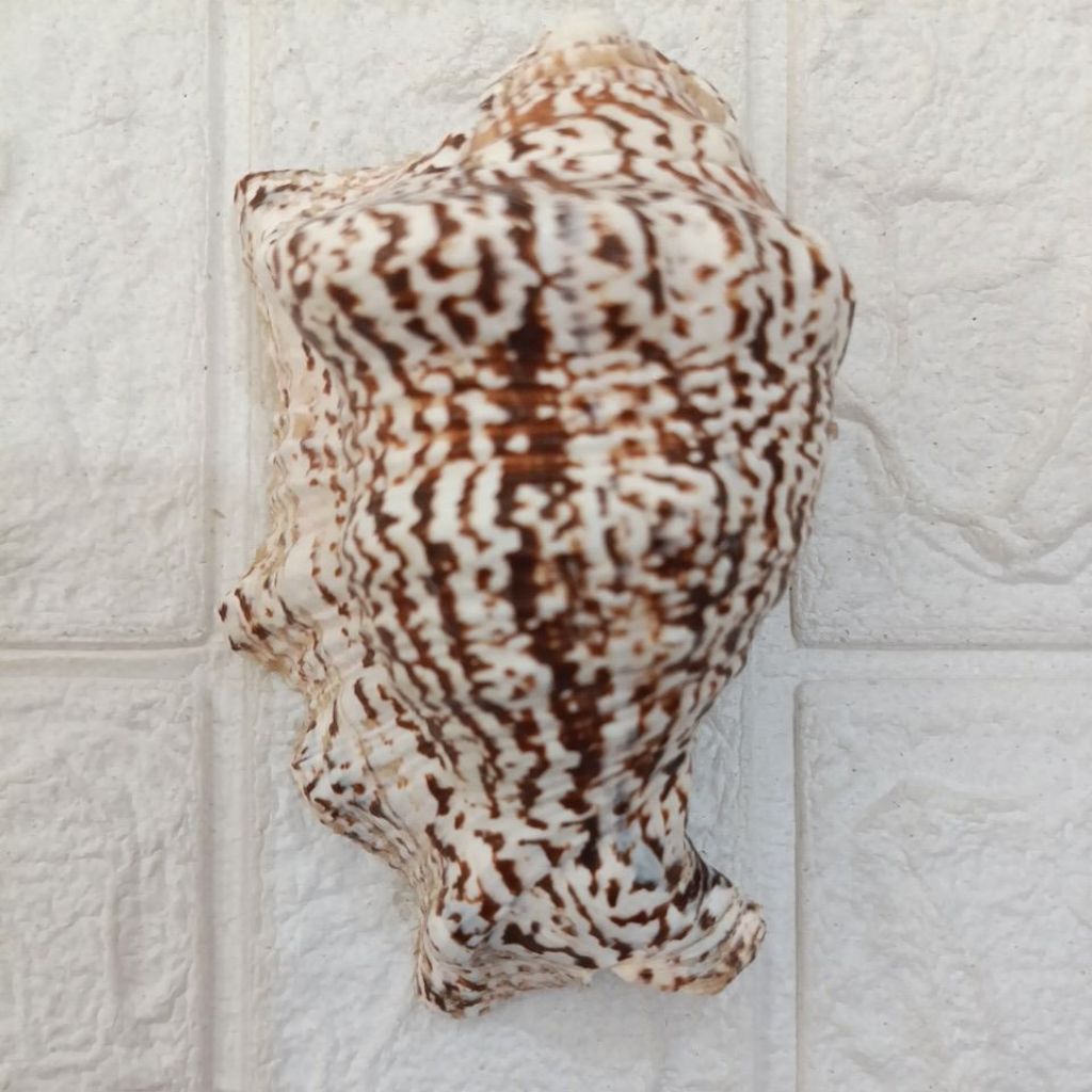 Jual Cangkang Kerang Lambis Harpago Chiraga Female 13cm