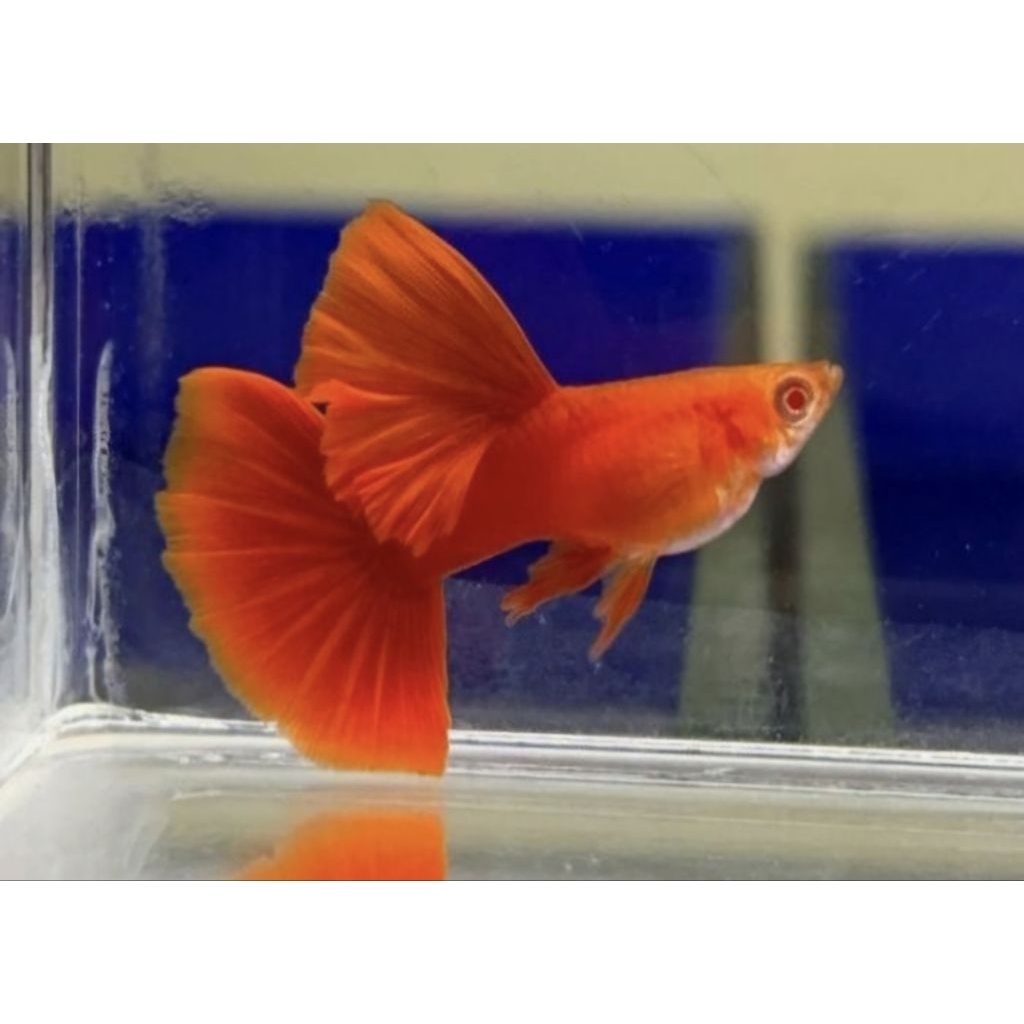 Ikan Guppy AFR Albino Full Red - Hiasan Aquarium Elegan
