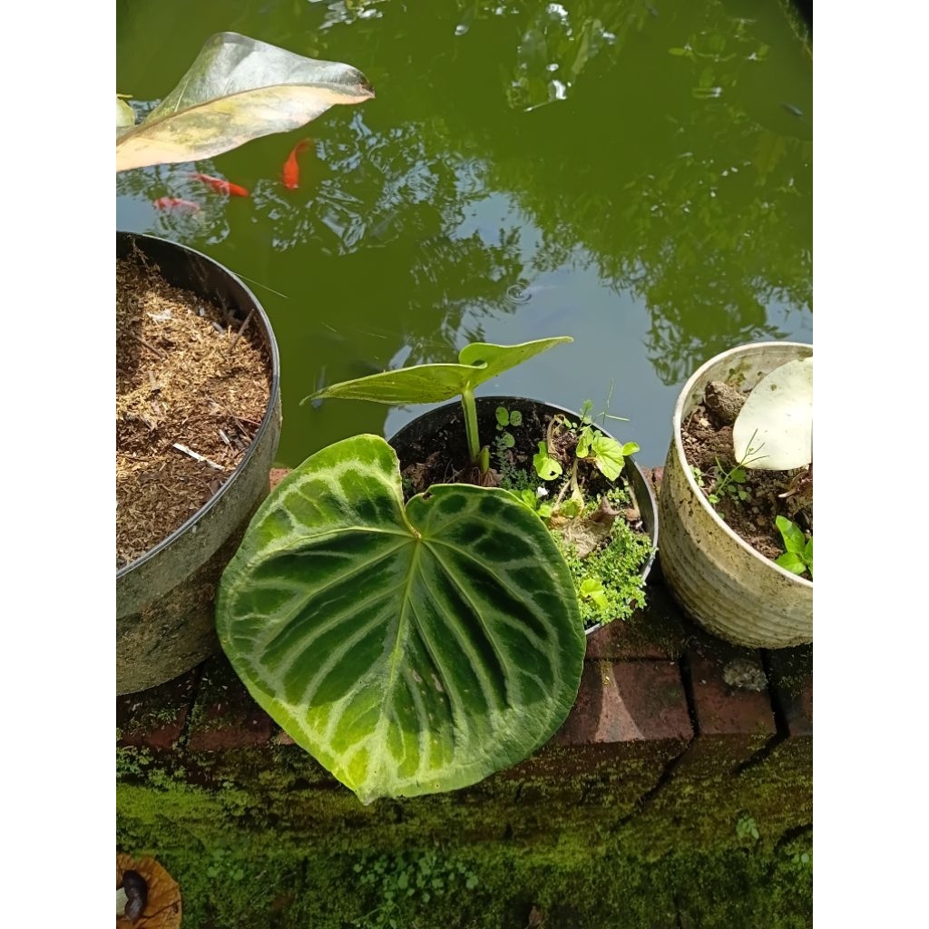 Anturium kuping gajah Dorayaki mangkuk