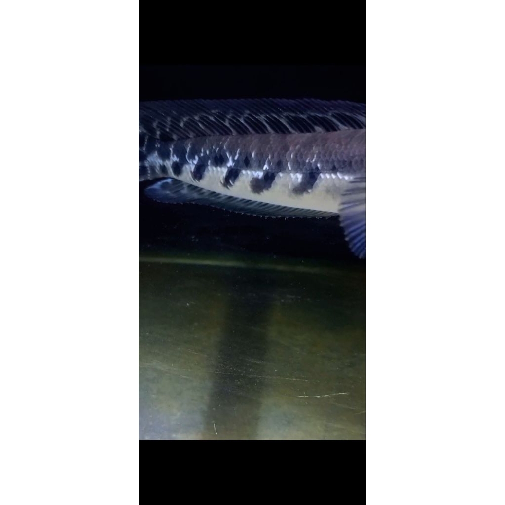 Channa Maru Yellow Sentarum 10-13cm, Mar Ys Bahan Batik, Maru Batik, Maru Simet