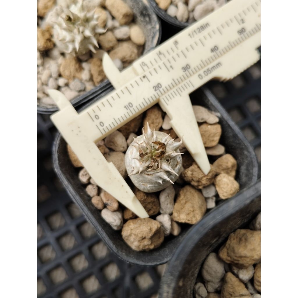 Pachypodium eburneum tanaman hias caudex