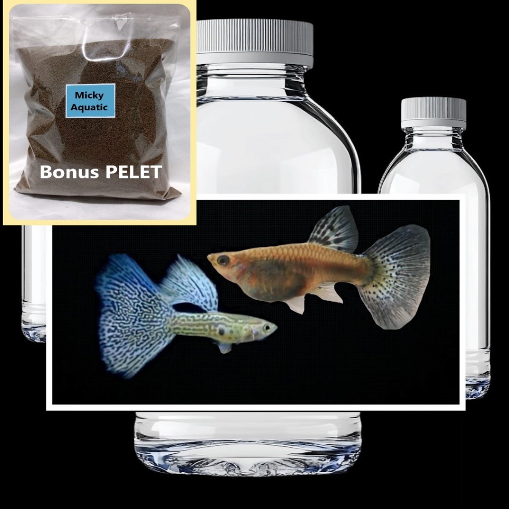 DUO Blue Lace Bonus Pakan Pelet Guppy 10 Gram