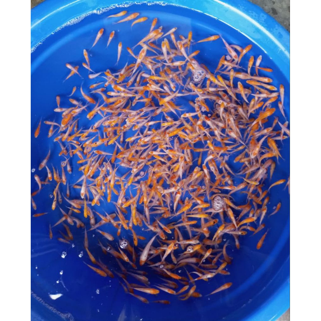 kohaku doitsu 7/8/cm impor