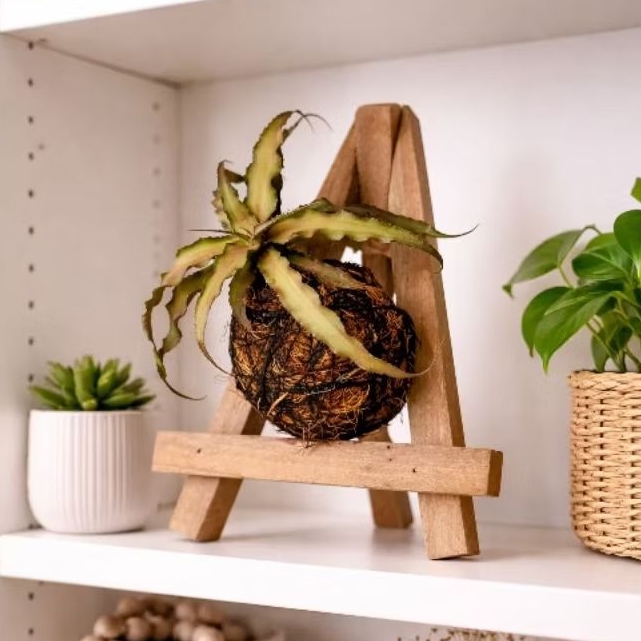 cryptanthus acaulis / kokedama cryptanthus acaulis / bromelia mini coklat / kriptantus coklat