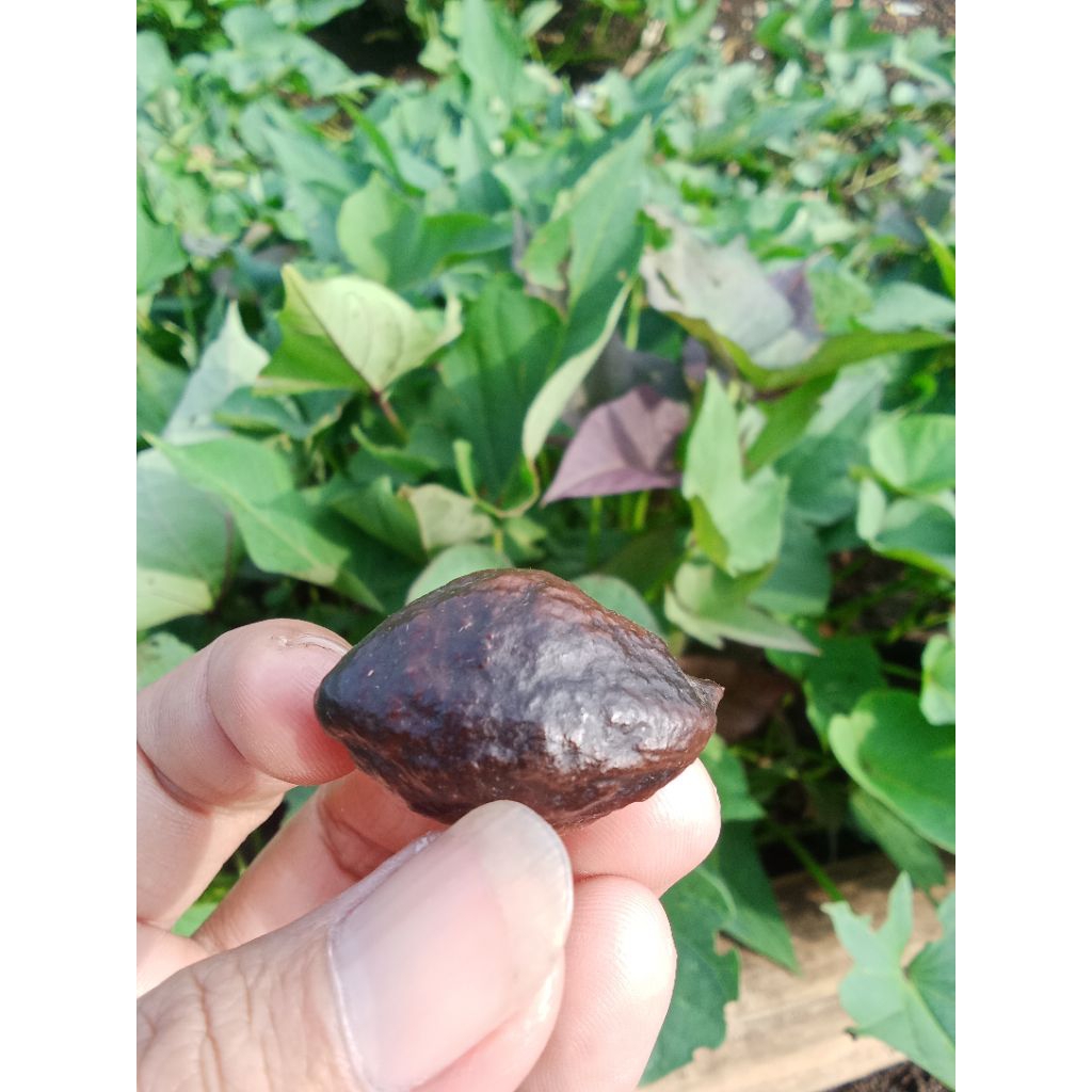 Muncang/kemiri jayanti, anak milenial