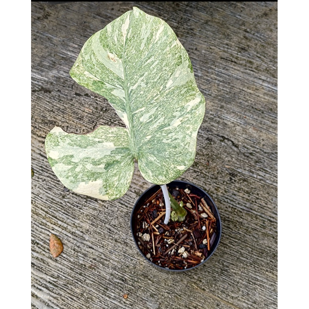 Monstera legacy diamon 1daun pancing
