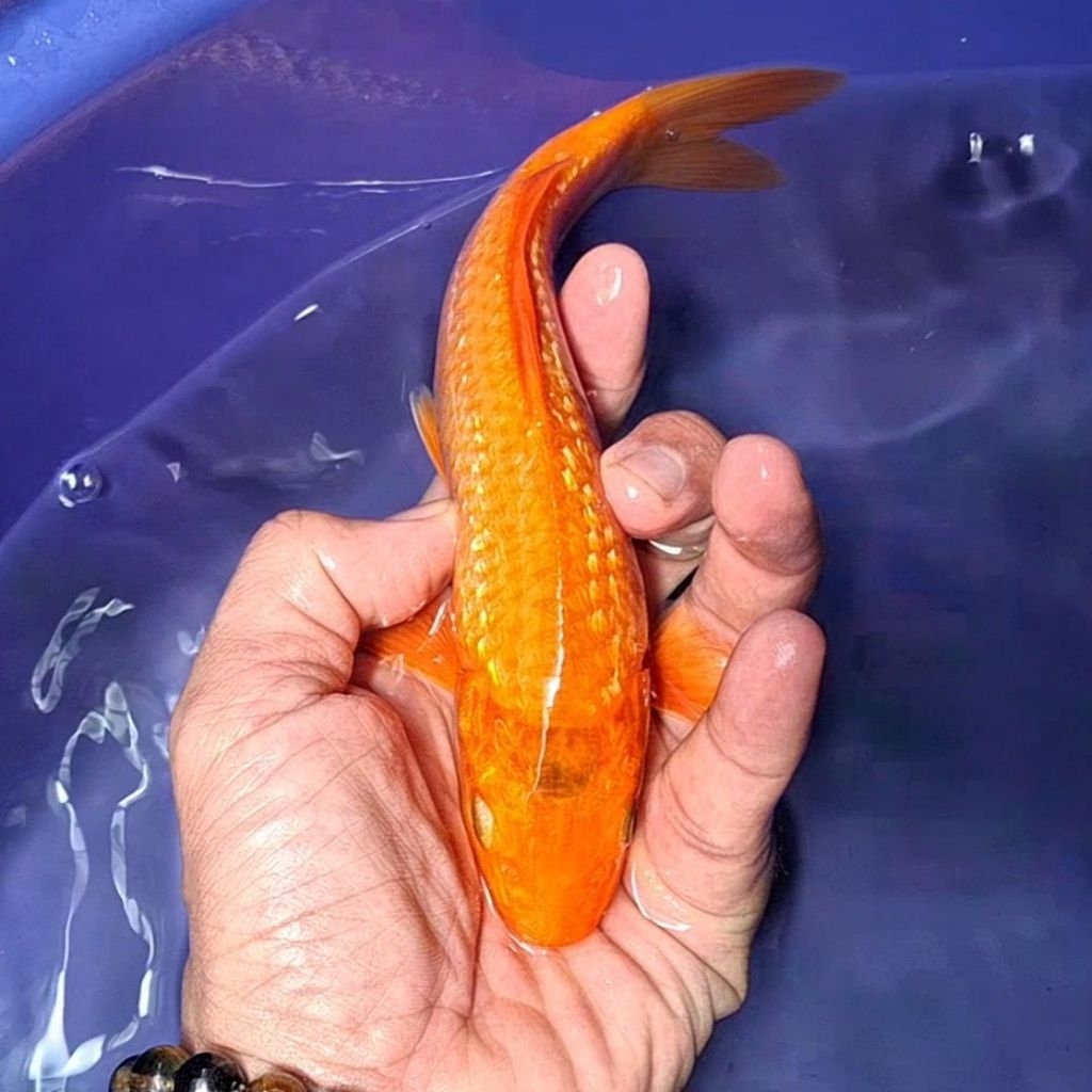 Ikan Koi Blitar Jenis Chagoi / Rumah Koi Jakarta / kode 0016
