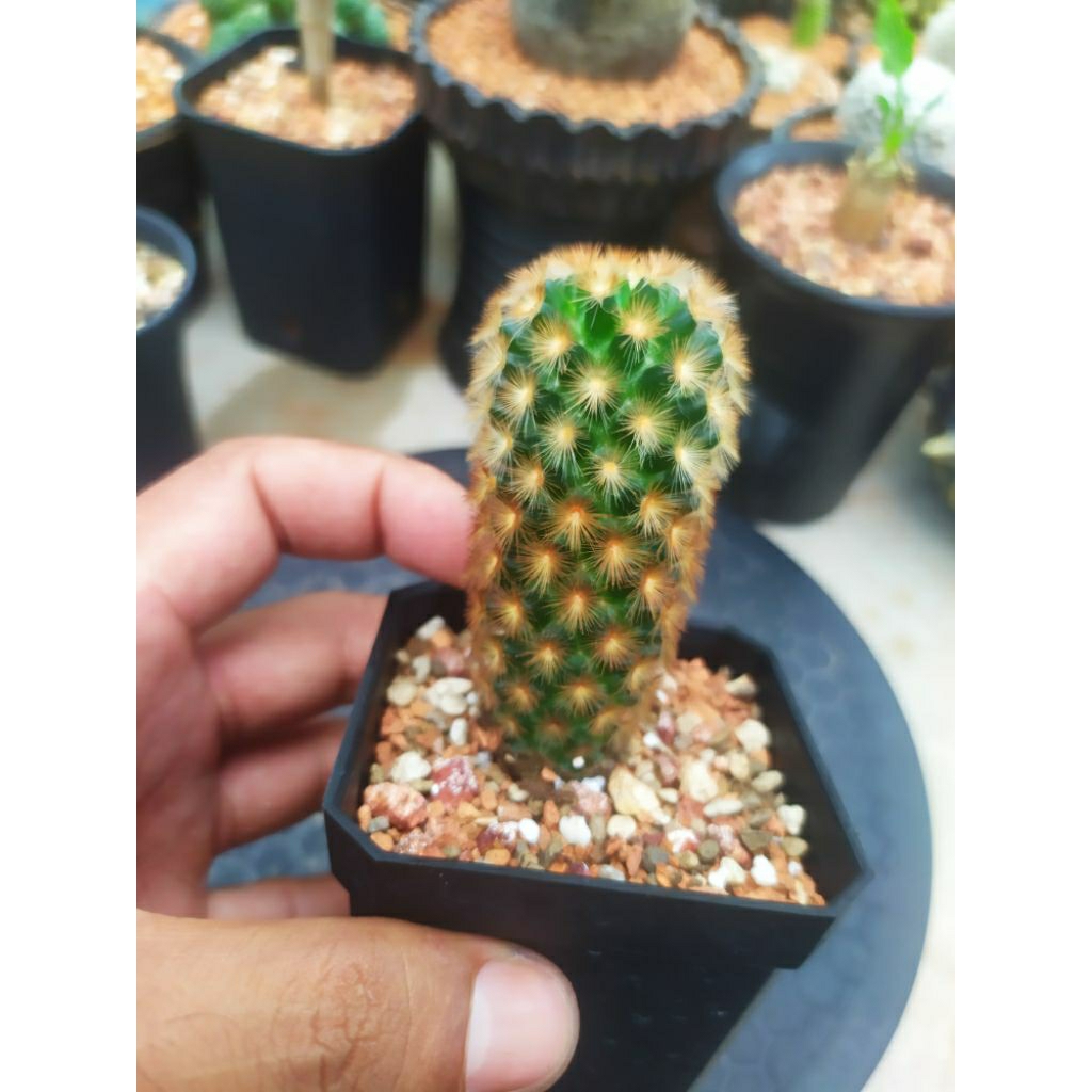 Kaktus Mammillaria Carmenae Orange