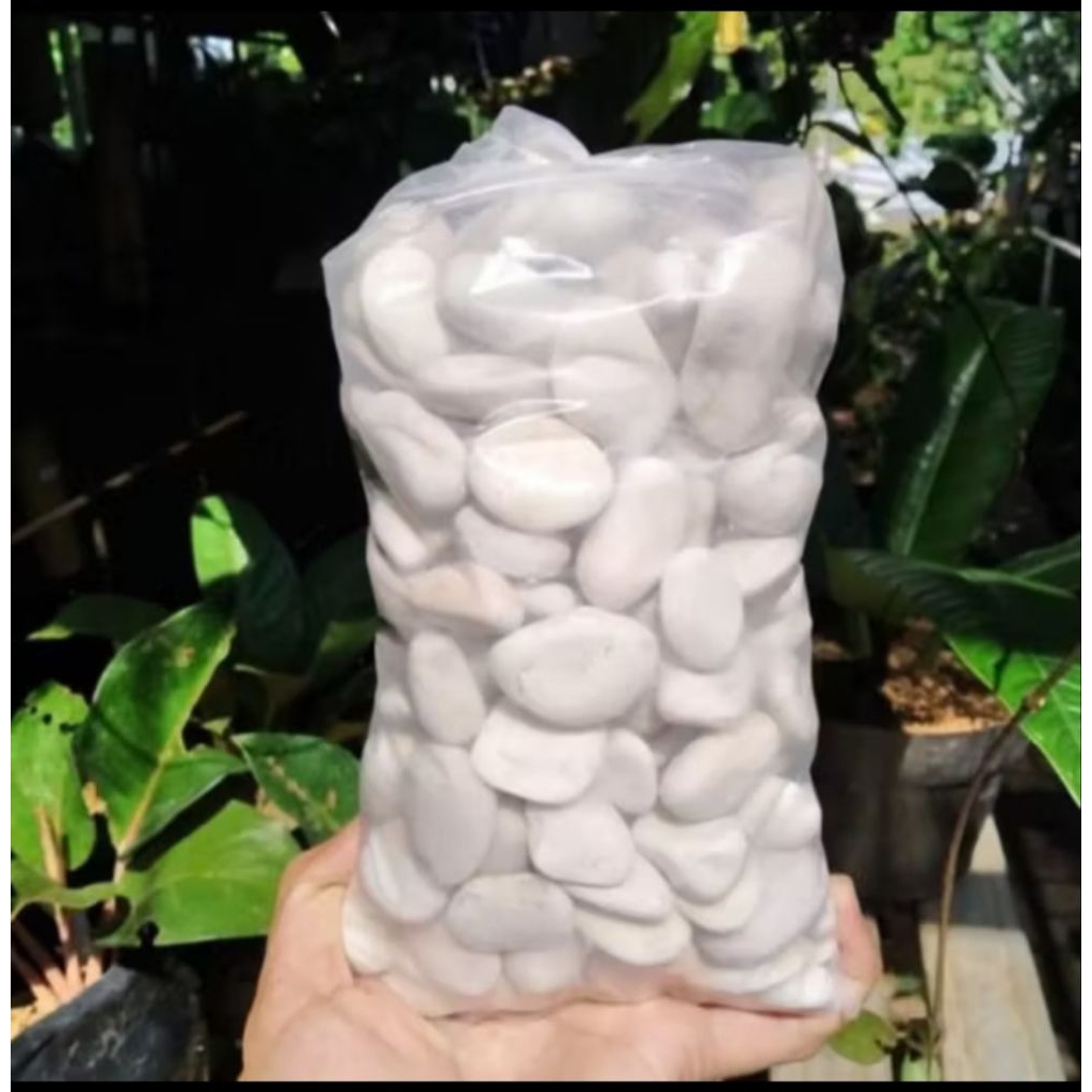 Batu Taman Putih 2kg / Termurah / Batu Coral Putih Kupang / Batu Kupang / Batu Taman Putih