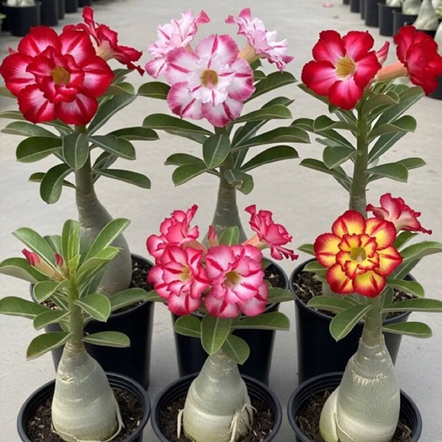Adenium Bunga Tumpuk - Bibit Adenium Bunga Tumpuk - Adenium Kamboja - Adenium Kamboja Jepang