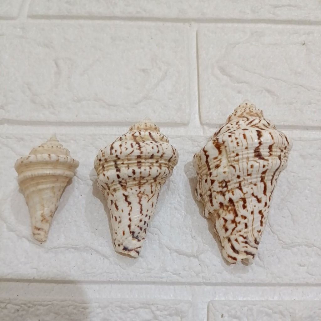 Jual Cangkang Kerang Lambis Mini 4,7 - 7,1