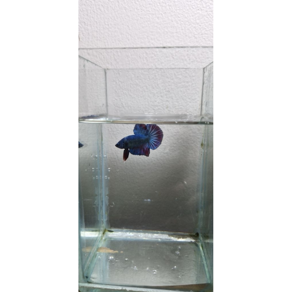 Boundman Royal Blood Blue