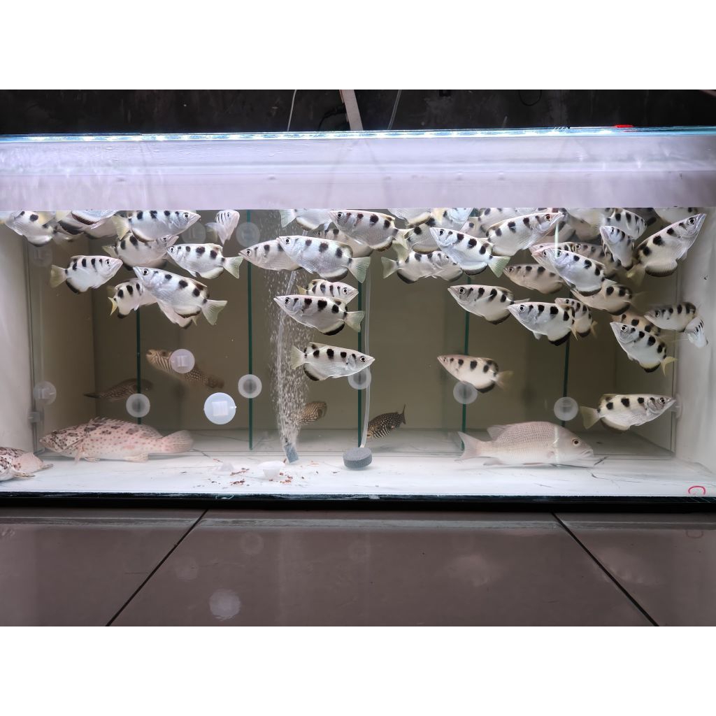 Archer Fish/Sumpit size 11 12