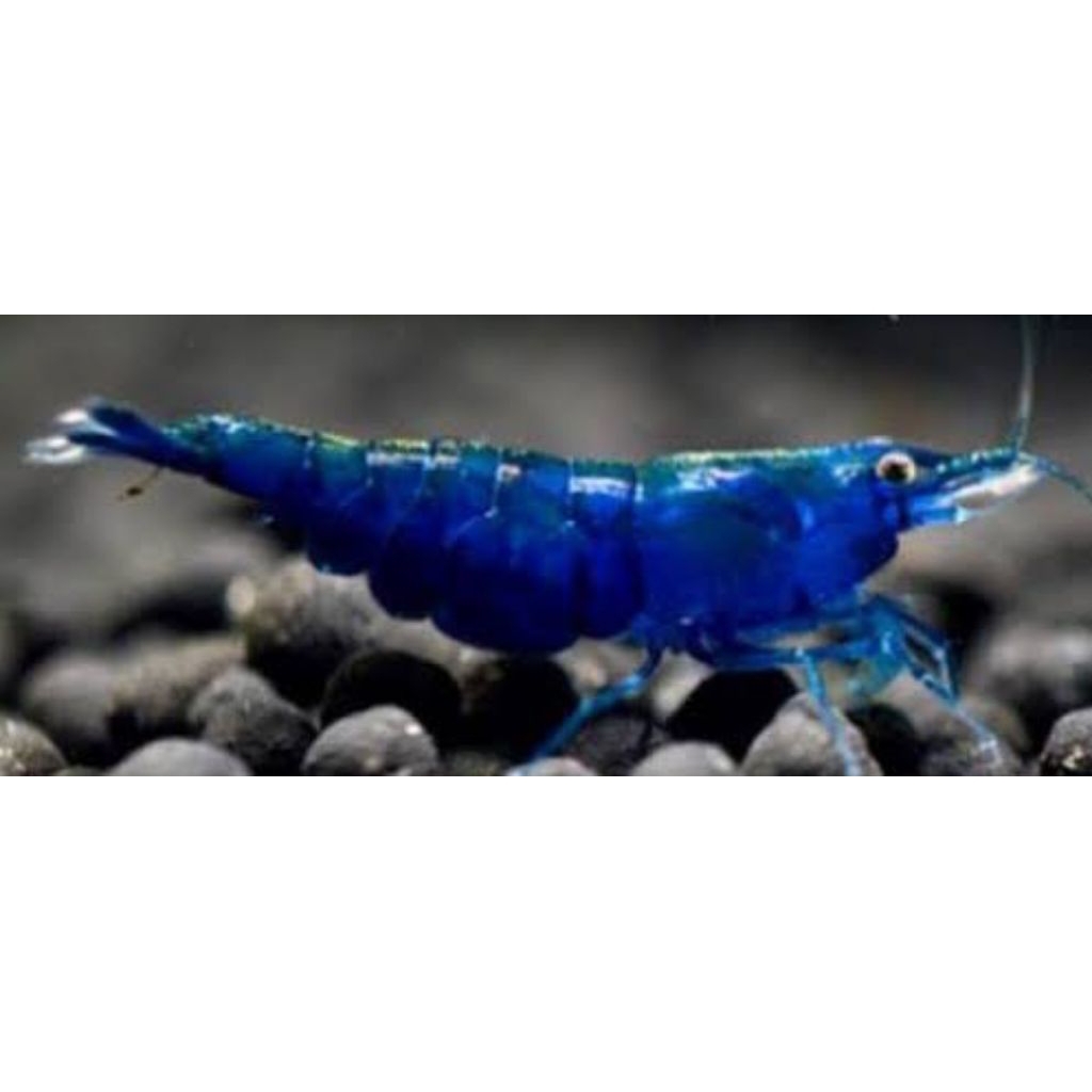 udang hias blue diamond