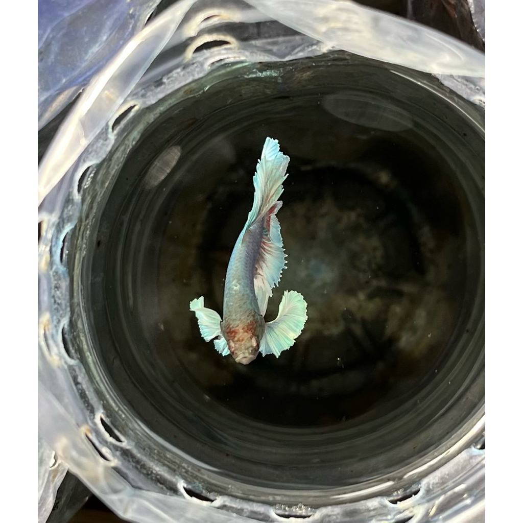 halfmoon dumbo ear | hm dumbo ear murah | cupang hm dumbo ear