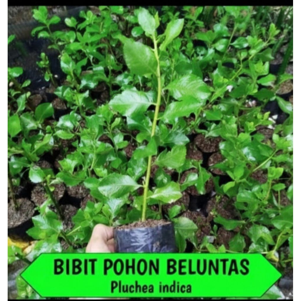 Pohon Beluntas Bibit Pohon Beluntas Pohon Herbal Siap Tanam