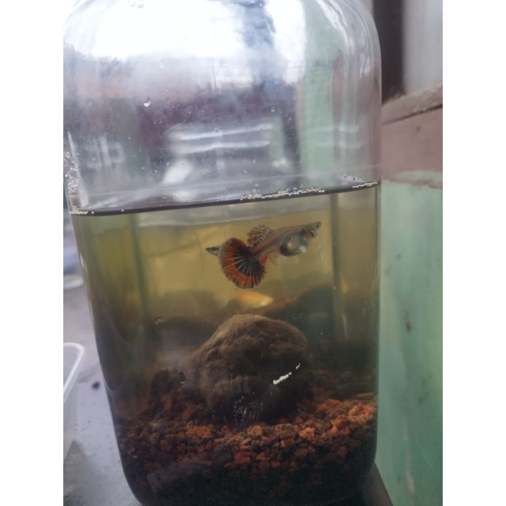 Dekorasi Aquarium Siap Ternak Guppy Indukan - Desain Realistis, Mudah Dipasang, Tingkatkan Kesehatan