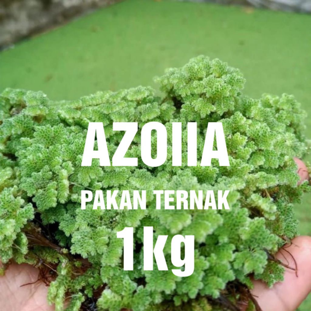 Bibit Azola Segar ,Pakan Ternak, 1 kg