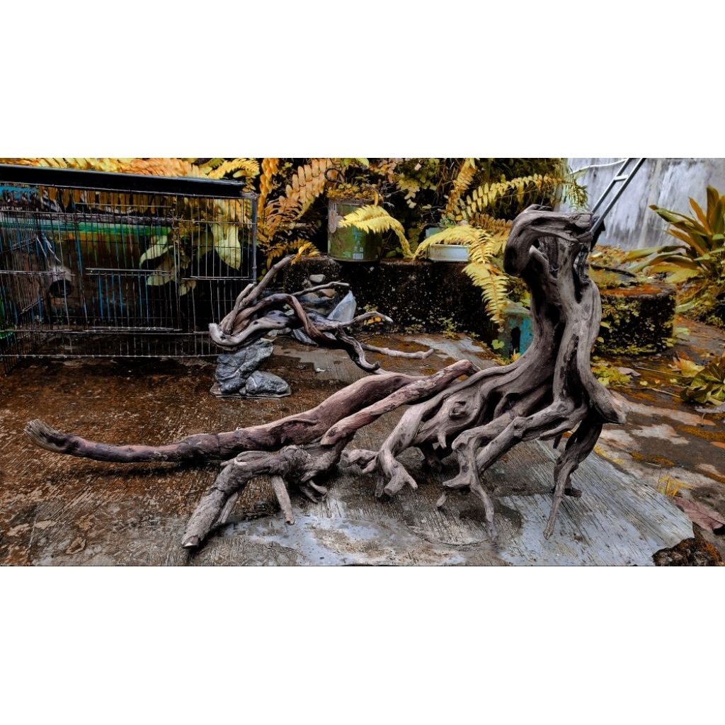 kayu santigi tenggelam kayu bonggol santigi laut hiasan akuarium aquacape dekorasi akuarium kandang 