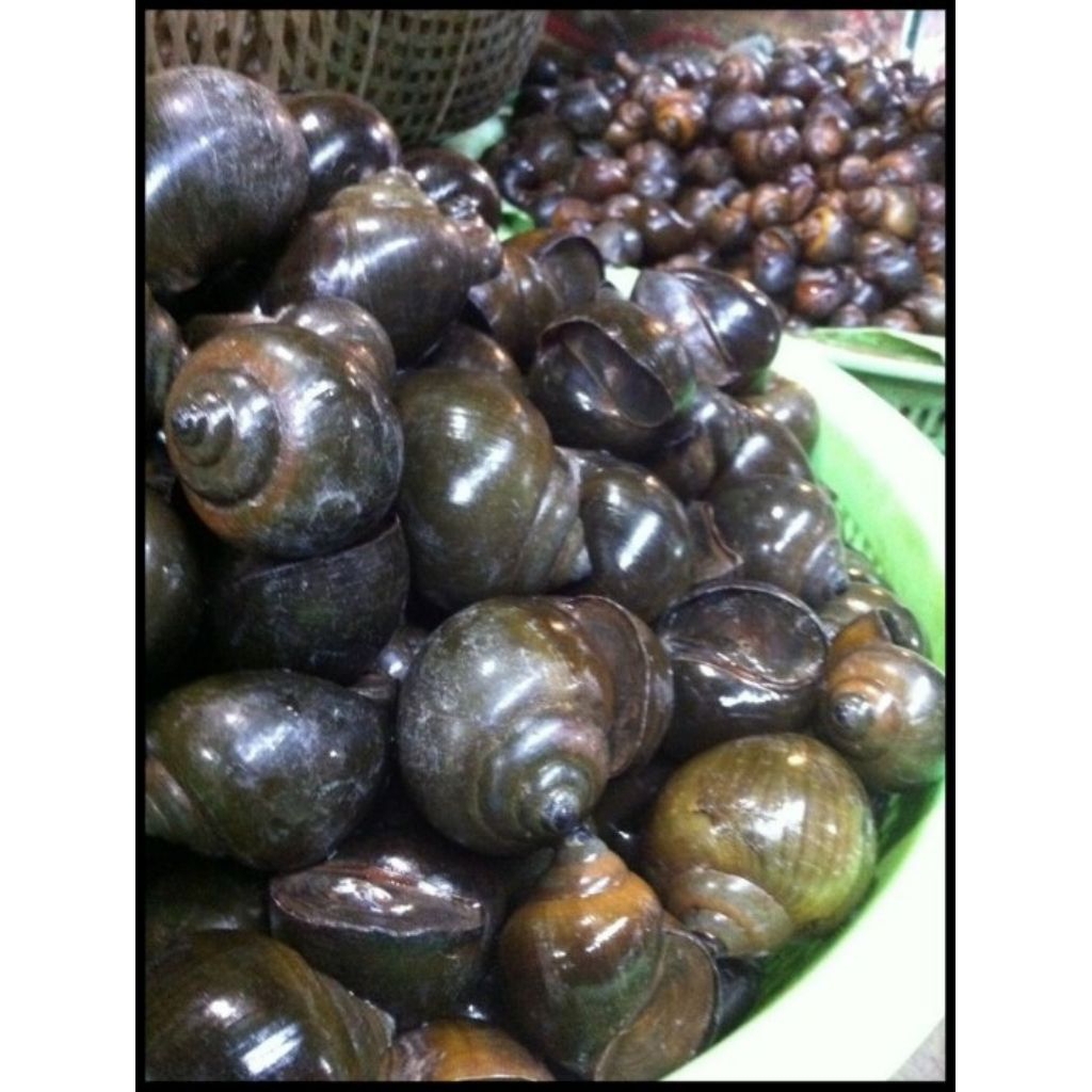 TUTUT MENTAH 1KG FRESH DADAKAN PENGIRIMAN INSTANT ONLY