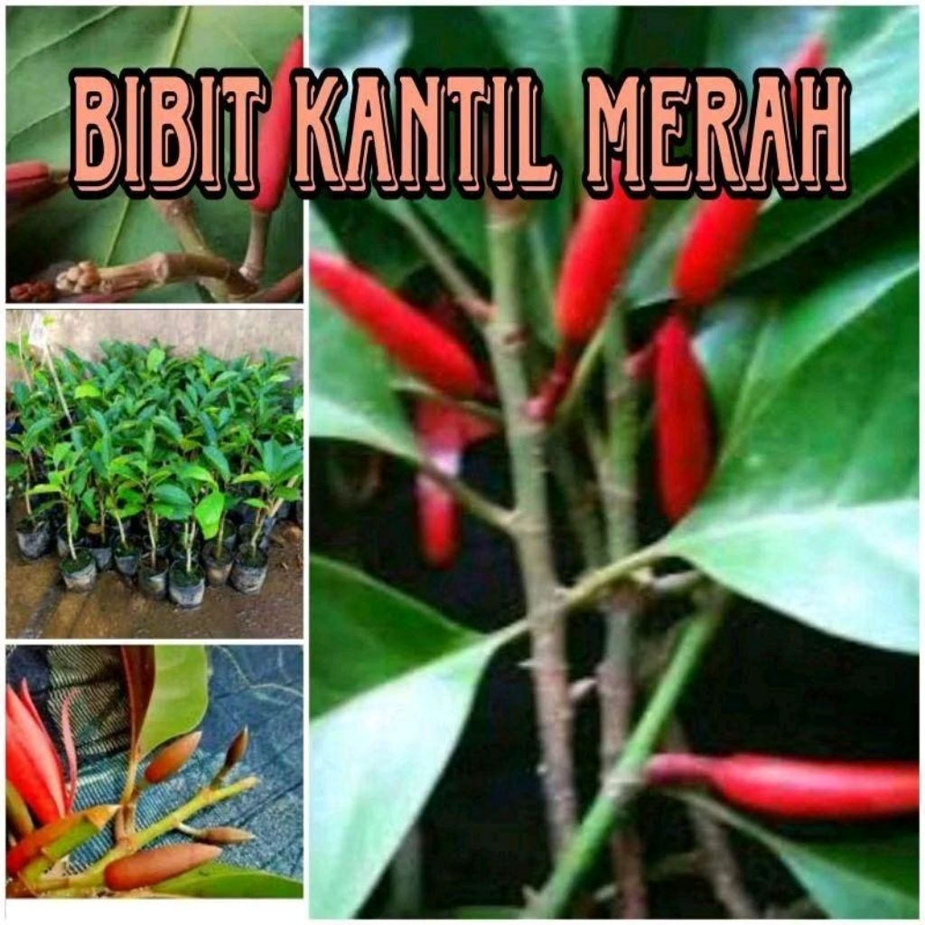 Promo Bibit Kantil Merah Hasil Okulasi / Cangkok