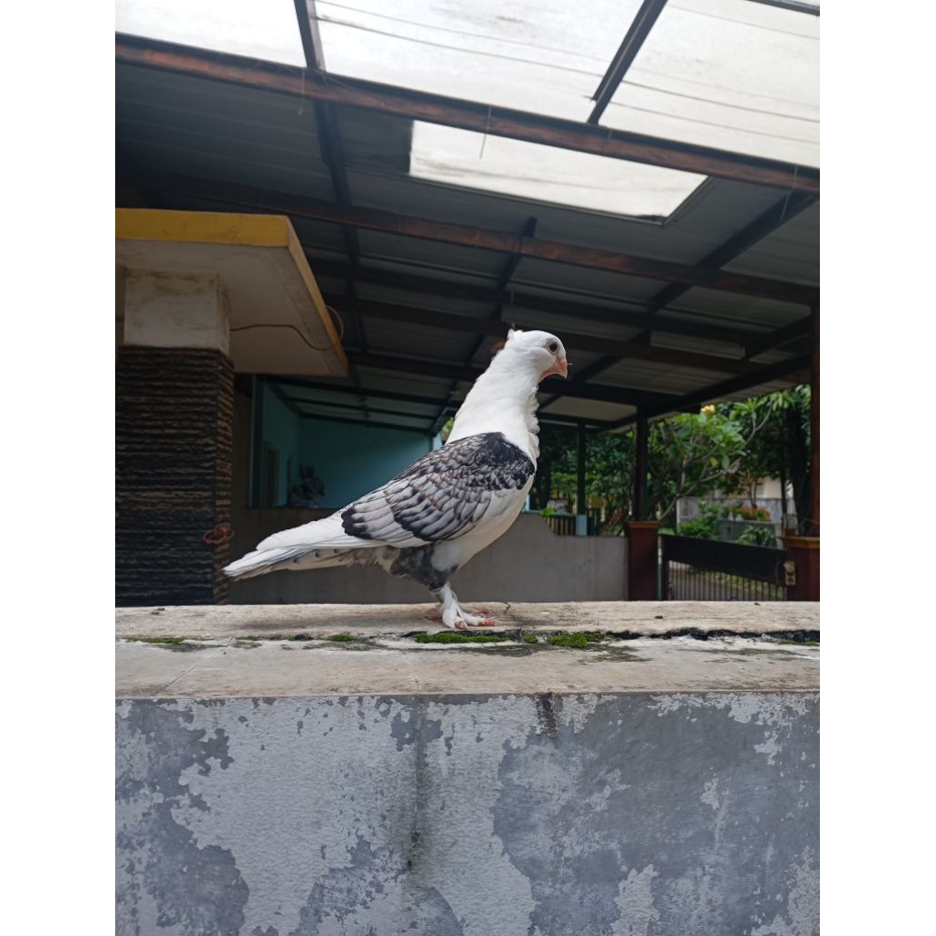 merpati hias santinet blacklace/brownlace