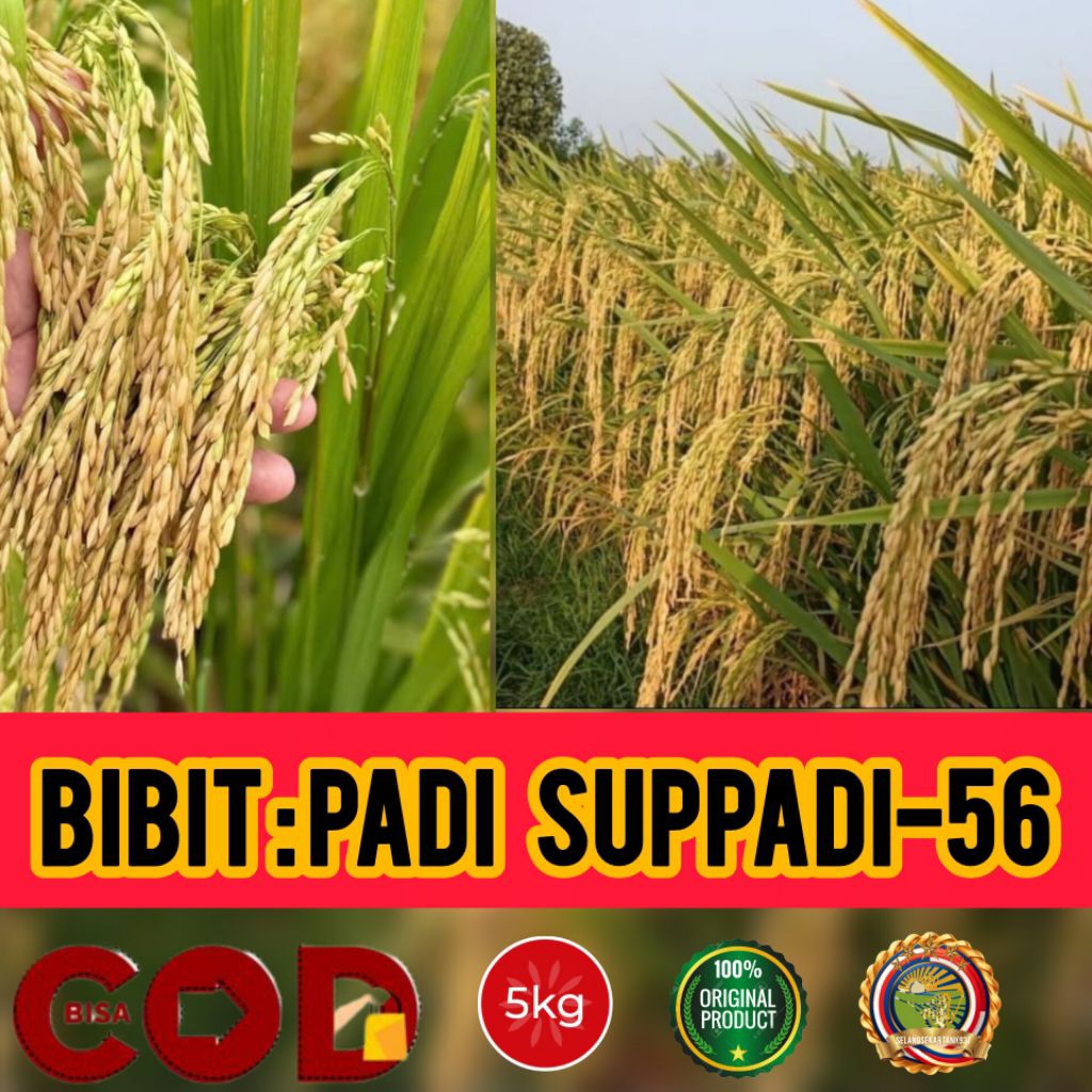 BENIH PADI SUPPADI-56 (5 Kg) SUPER KUALITAS TERJAMIN UNGGUL