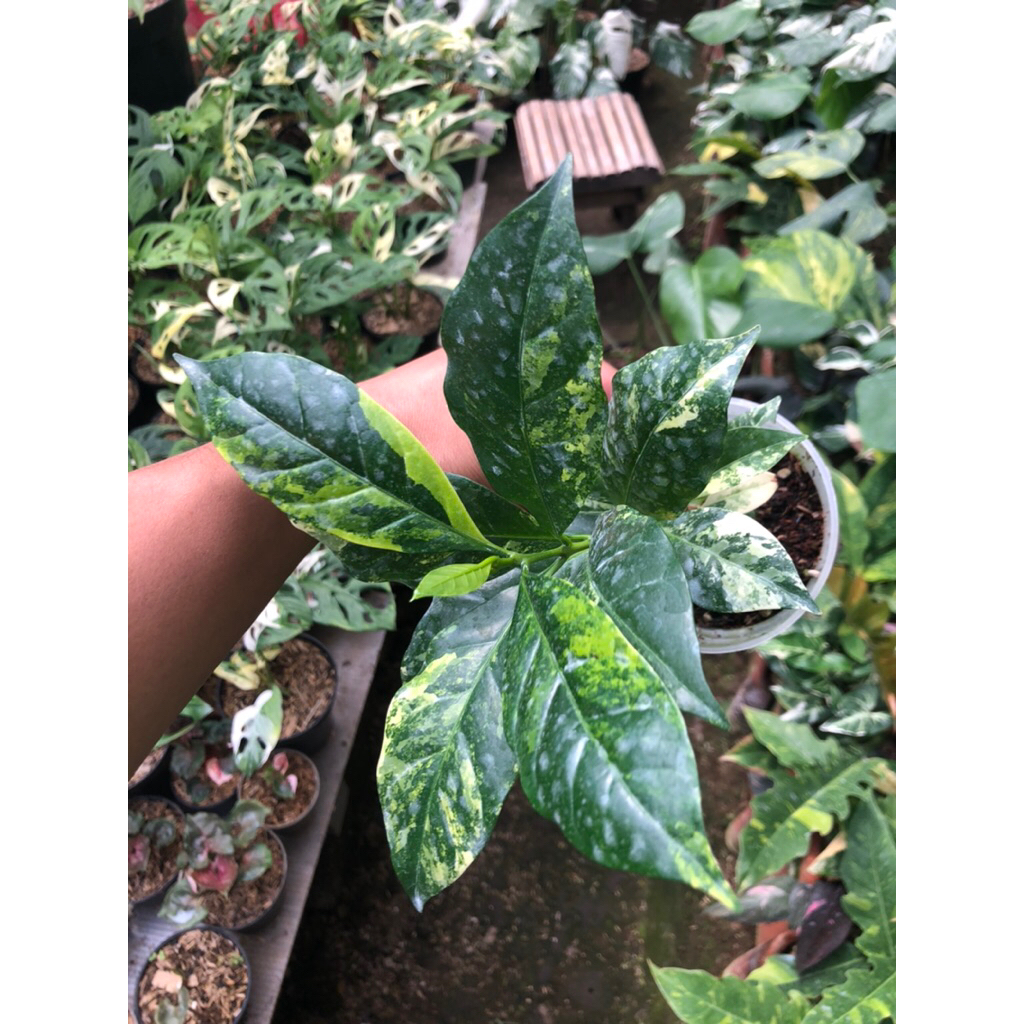 Bibit Tanaman Hias Pohon Kopi Variegata Arabica / Pohon Kopi Variegata Arabica