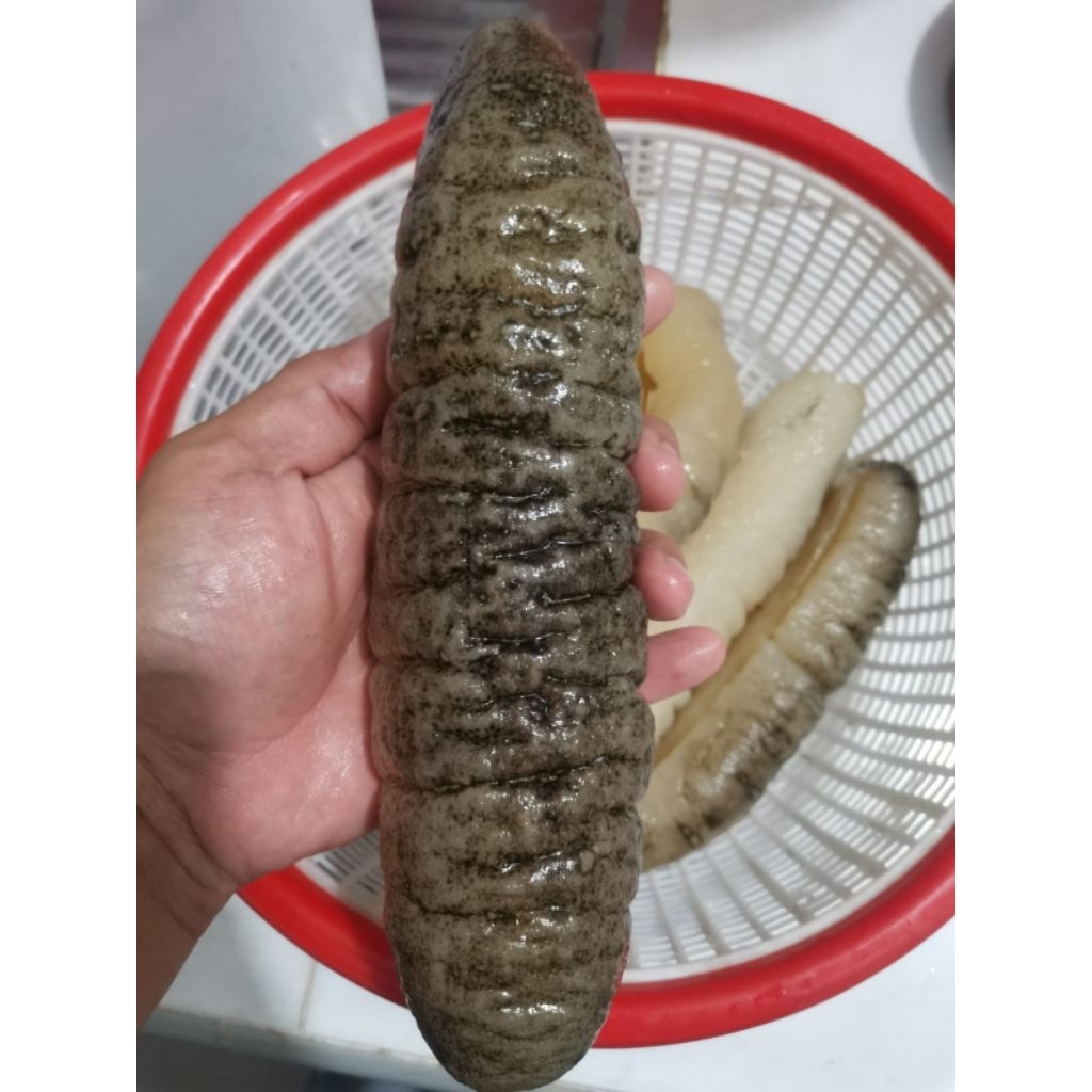 Teripang Gosok /Tutsom