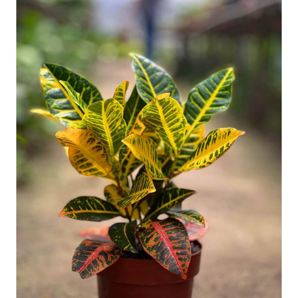 Tanaman Hias Puring Macan - pohon puring macan