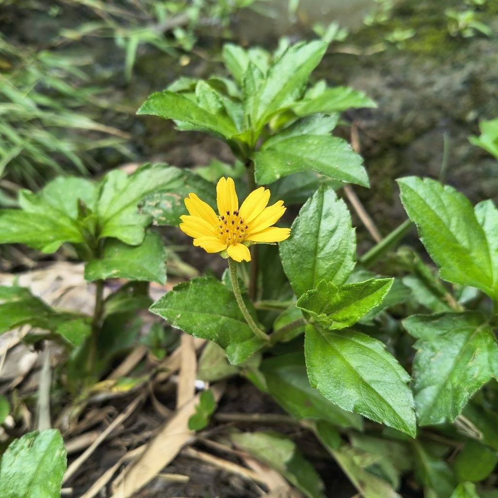 Tanaman wedelia, Bunga wedelia kuning, Tanaman hias murah, Wedelia trilobata
