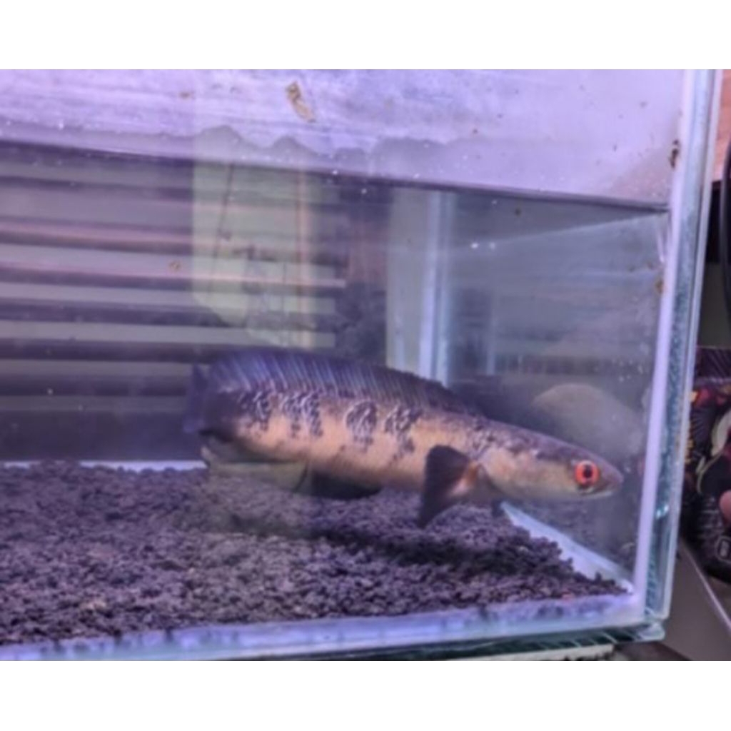 Ikan chana red barito grade A++ size 3-4cm