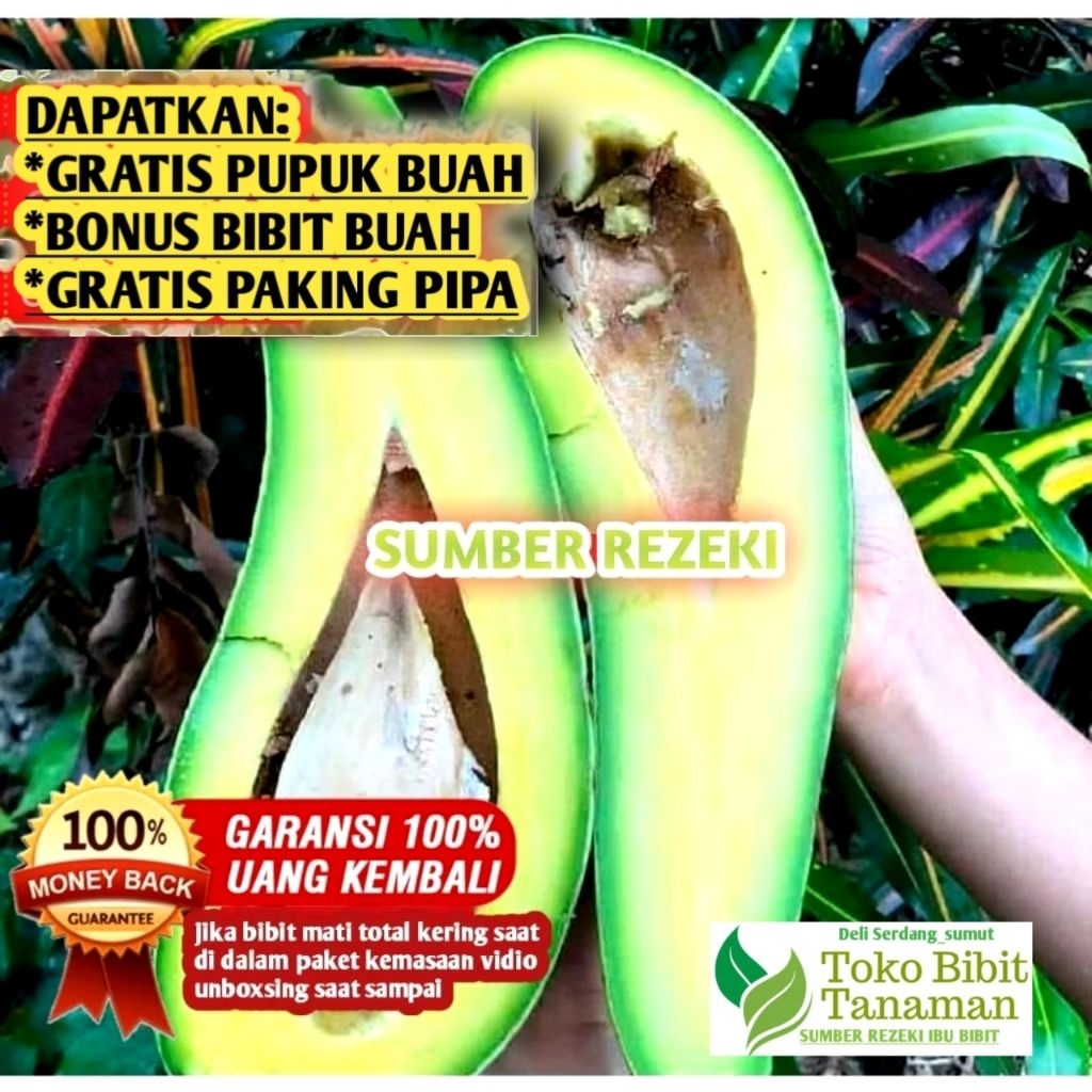 Bibit Alpukat Aligator Super Genjah