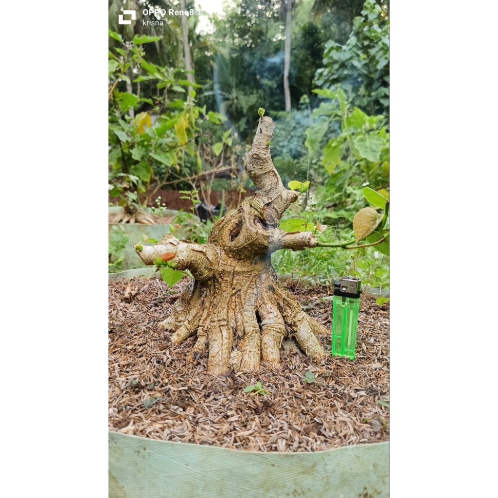 bonsai waru india program akar pecah batang