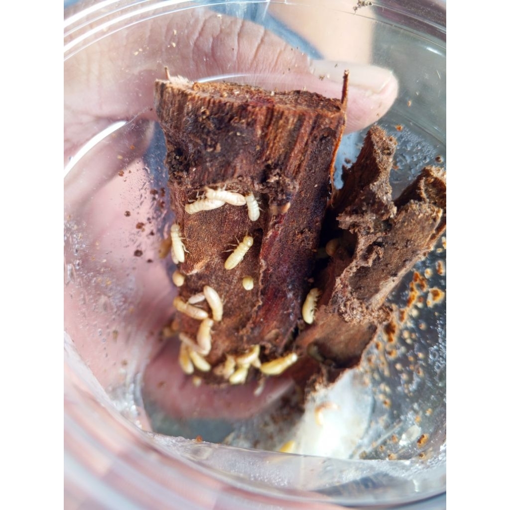 Sampero/Rayap Umpan ikan wader dan segala jenis ikan di kali