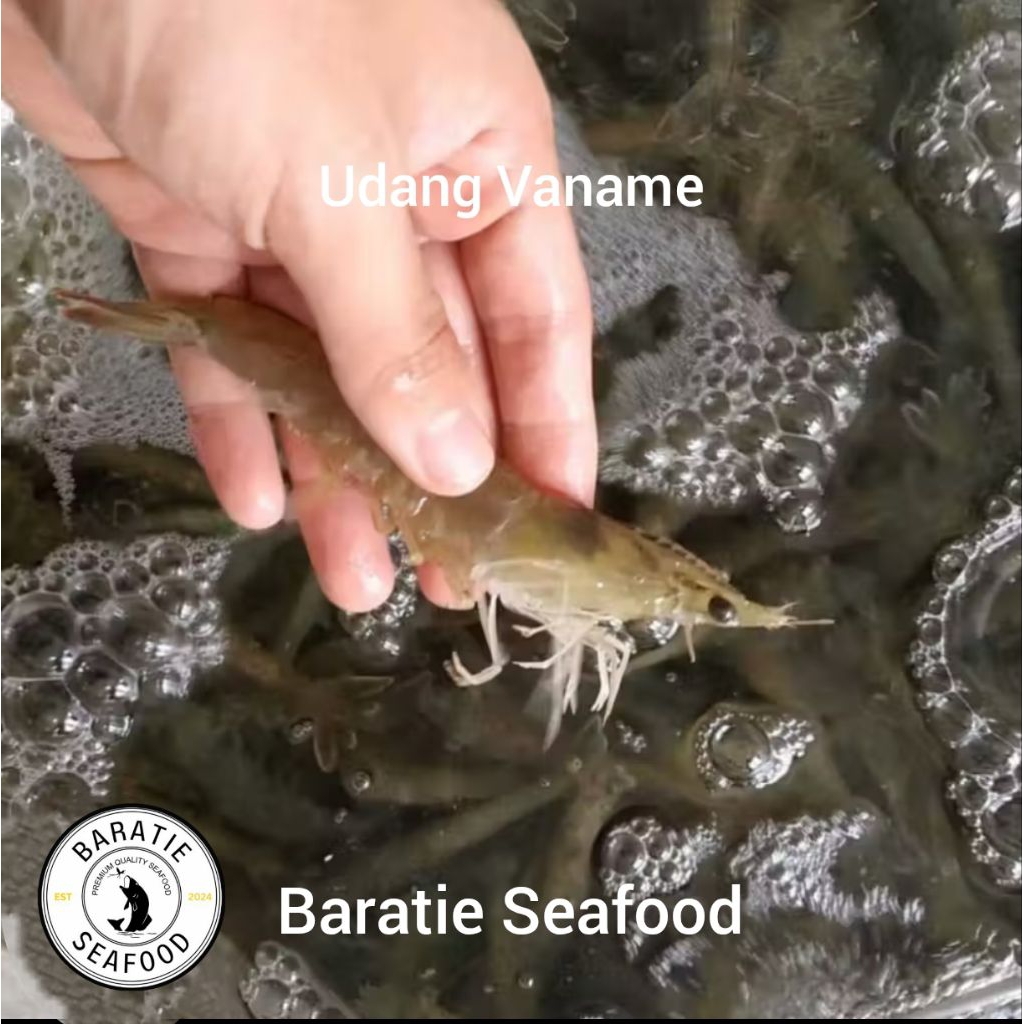 Udang Vaname Hidup (1 kg)/ Udang Vaname Live Seafood (1 kg)