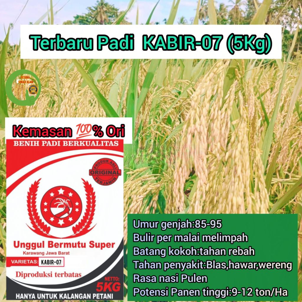 BENIH PADI KABIR-07 UNGGUL 5KG TERBARU TAHAN ANGIN KENCANG UMUR GENJAH