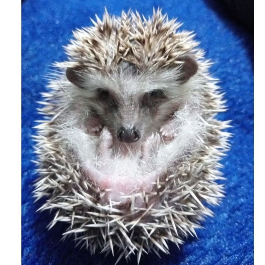 Anakan Landak Mini/ hedgehog ( khusus grab/gojek )