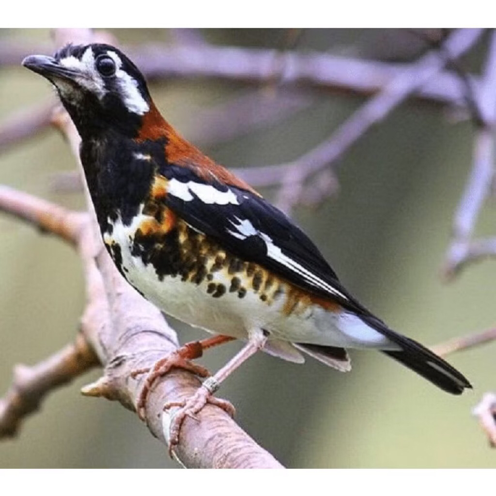 Anis macan rawatan istimewa