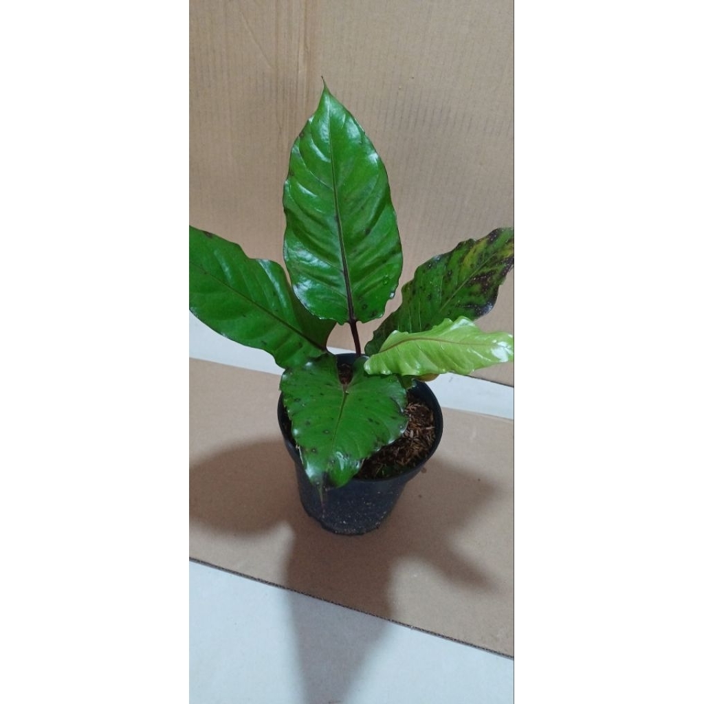 antorium black burgundi