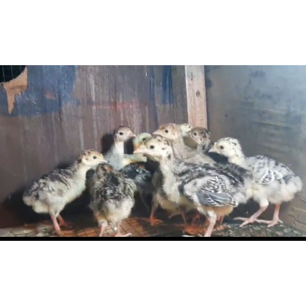 Ayam Kalkun Hidup - Bibit Ayam Kalkun - Anakan Ayam Kalkun - Ayam Hias Kalkun