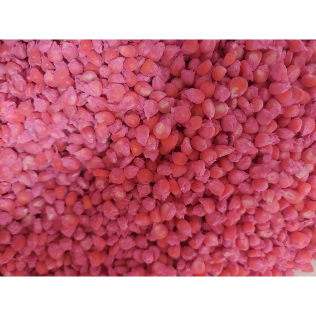 Benih jagung NK perkasa,NK sumo,NK super, NK naga