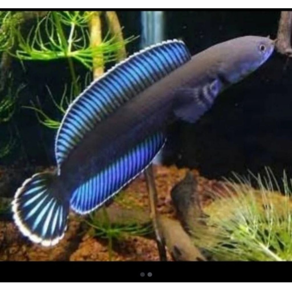 hiasan aquascpe cana limbata uk 20cm