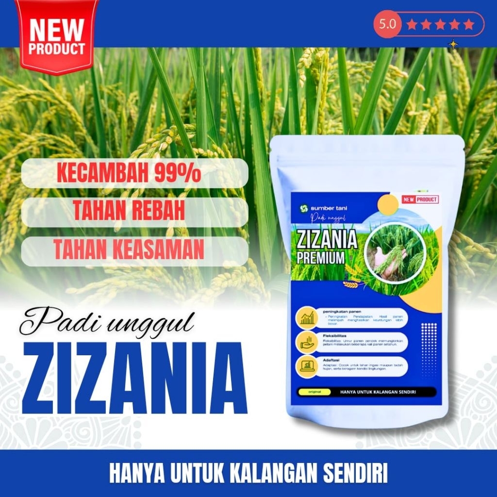 BENIH PADI UNGGUL ZIZANIA ORIGINAL ( bibit benih padi zizania aceh)