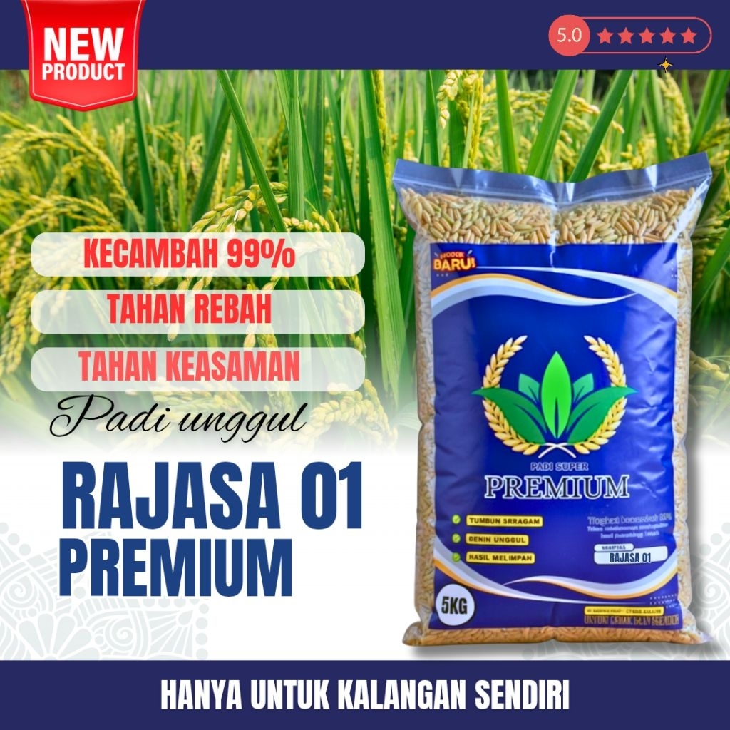 BENIH PADI RAJASA 01 ORIGINAL 5KG ( bibit benih padi unggul original kemasan 5kg )