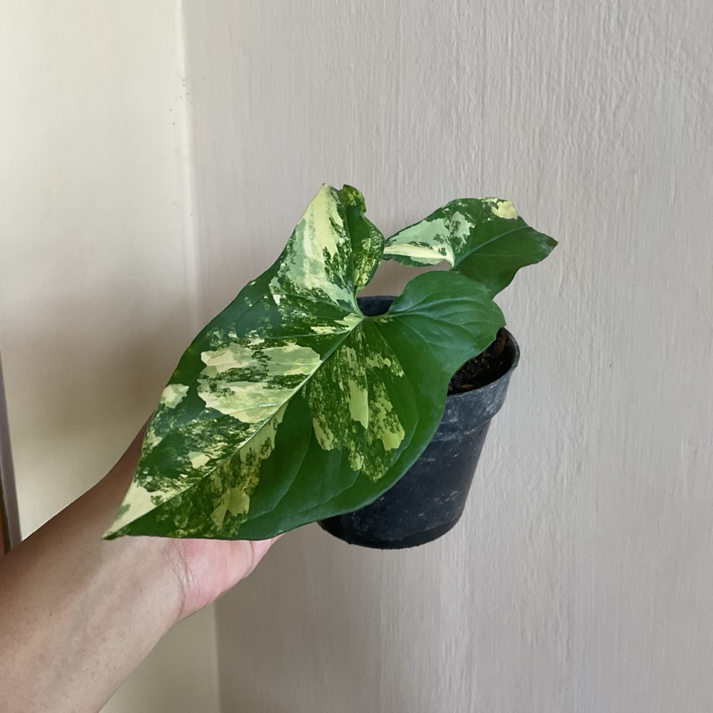 Syngonium Yellow Variegata || Syngoniun Varigata Kuning