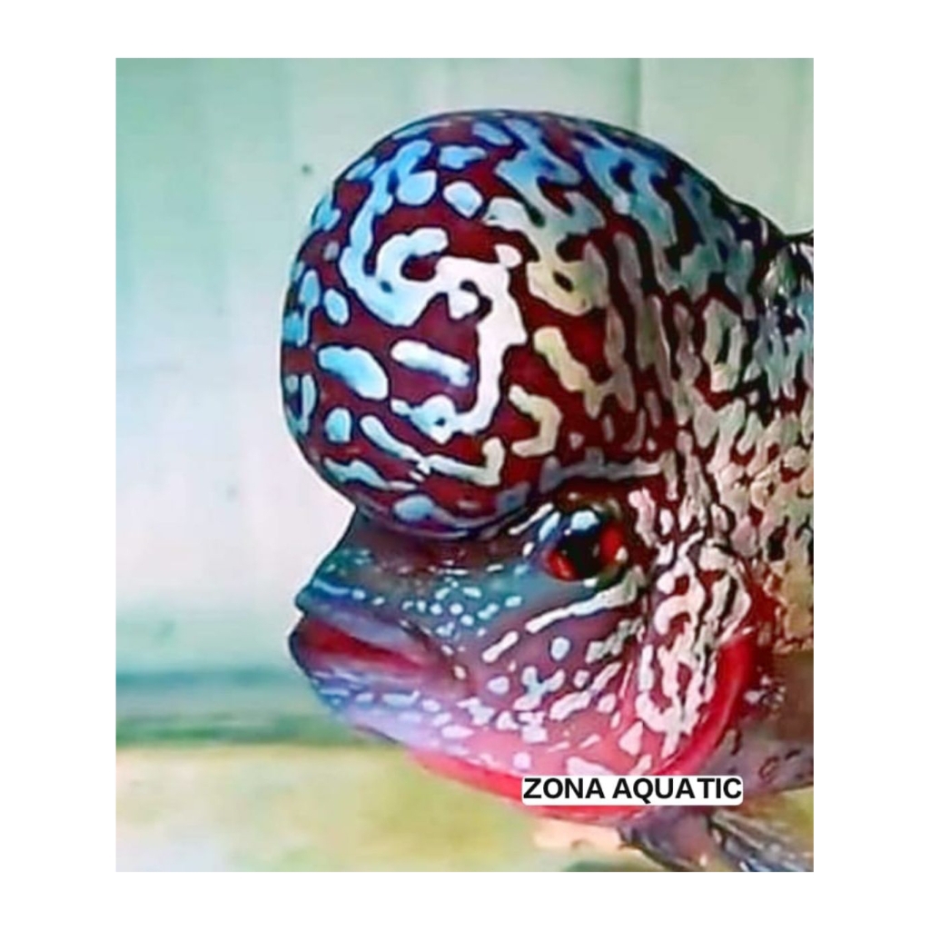 ZONA PROMO VVIP PROGRES KAMFA F3 HYBRD F2 GEN BOOMHEAD